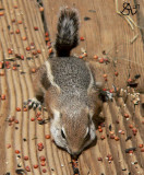 Antelope Squirrel