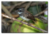 Pied Fantail