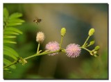 Minmosa Pudica (Touch-me-not)