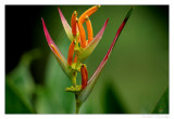 Heliconia Psittacorum (Sassy)