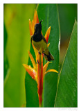 Olive Backed Sunbird (Male)