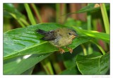 Juvenile Olive Backed Sunbird