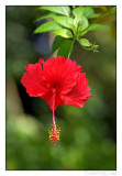 Hibiscus.