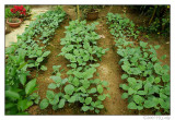 Vegetable Farming