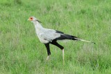 Secretary Bird