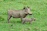 Warthog / Yellow-billed Oxpecker