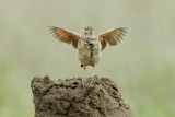 Rufous-naped Lark