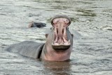 Hippopotamus