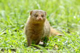 Dwarf Mongoose