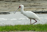 African Spoonbill