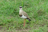 Crowned Lapwing