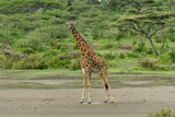 Giraffe cant get any privacy