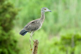 Yellow Crowned Night Heron (Juvenile)