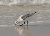 Sanderling