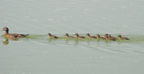 Female Wood Duck and her brood