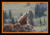 Dunraven Marmot