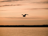 Seagull Flight