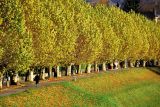 pbase Golden on november 10 2006.jpg