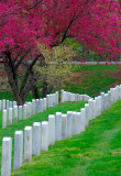 pbase Arlington Blossom April 14 2007.jpg