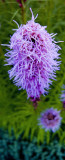 pbase July 13 2007 R1011029.jpg