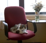 pbase Flowers for Oscar July 27 R1011167.jpg