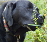 pbase September 29 - My dog is a grass head DSC_0250.jpg