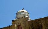 Little starling, West, Texas