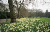 Daffodils, Green Park, London