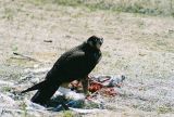 Peregrine and Laughing Gull