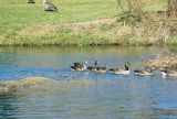 Greater White-fronted Goose and hybrid offspring