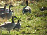 Richardsons Cackling Goose