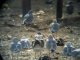 Tail Coverts