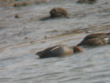 70% Common Teal
