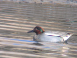 Hybrid Teal:Hendrix Creek,-Brooklyn, NYC