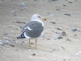 Lesser Black-backed Gull