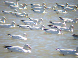 Some white Chen species