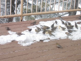 Wheres the Brown-capped?