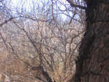 Wheres the Gnatcatcher?