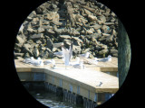 Common Gull- Brooklyn, NY