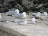Common Gull-loafing in Brooklyn!