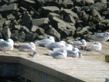 Common (Mew) Gull with Ring-billed Gulls