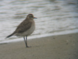 American Golden-Plover (non-breeding plumage)