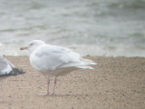 Glaucous Gull-4th cycle