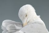 Herring Gull / Zilvermeeuw