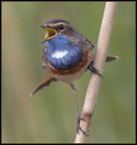 Bluethroat / Blauwborst