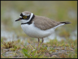 Little Ringed Plover / Kleine Plevier