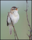 Sedge Warbler / Rietzanger