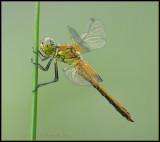 Yellow-winged Darter / Geelvlekheidelibel