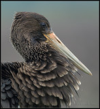 Black Stork / Zwarte Ooievaar