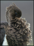 Black Stork / Zwarte Ooievaar